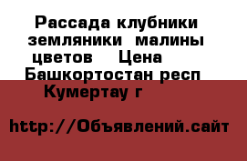 Рассада клубники, земляники, малины, цветов  › Цена ­ 80 - Башкортостан респ., Кумертау г.  »    